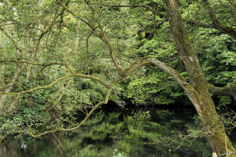 River Derwent River Derwent